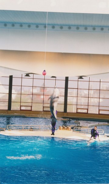 012-Dolphin Show.jpg